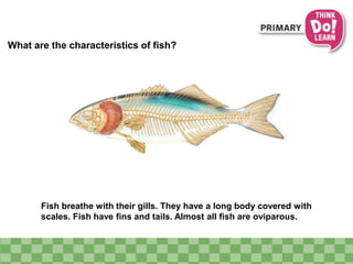 What are the characteristics of fish?
Fish breathe with their gills. They have a long body covered with
scales. Fish have fins and tails. Almost all fish are oviparous.
 