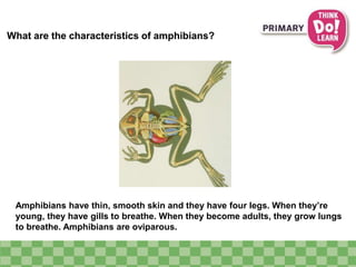 What are the characteristics of amphibians?
Amphibians have thin, smooth skin and they have four legs. When they’re
young, they have gills to breathe. When they become adults, they grow lungs
to breathe. Amphibians are oviparous.
 