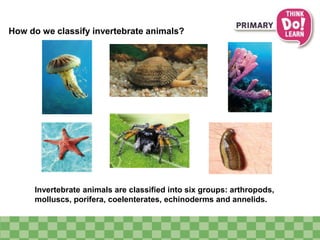 How do we classify invertebrate animals?
Invertebrate animals are classified into six groups: arthropods,
molluscs, porifera, coelenterates, echinoderms and annelids.
 