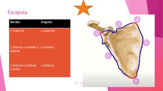 Bordes Angulos
1.Superior a.Superior
2.Interno o medial o
espinal
b.Inferior
3.Externo o lateral
o axilar
c.Externo
1
2
3
a
b
c
 