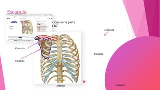 • Tambien llamada Omoplato
• En posicion anatomica se relaciona en la parte
posterior con las costillas D2 a D7
• Hueso aplanado “triangular”
Anterior Posterior
Clavicula
Escapula
Escapula
Clavicula
 