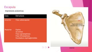 Impresiones anatomicas
Cara Estructura
Anterior Fosa subescapular
Posterior Espina
Acromion
Fosa supraespinosa
Fosa infraespinosa
Escotadura espinoglenoidea
Anterior
Fosa subescapular
concava hacia el frente
 