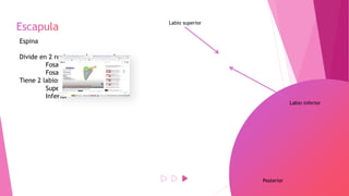 Espina
Divide en 2 regiones a la escapula
Fosa supraespinosa (V)
Fosa infraespinosa (A)
Tiene 2 labios
Superior
Inferior
Posterior
Labio inferior
Labio superior
 