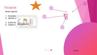 Borde superior
1. Escotadura coracoidea
2. Apofisis coracoides
a. Cuello de la escapula
b. Cabeza o cavidad glenoidea
Anterior
1
2
a
2
 