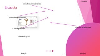 Anterior Posterior
Cavidad glenoidea
Escotadura espinoglenoidea
Izquierda
Fosa subescapular
Tuberculo supraglenoideo
Tuberculo infraglenoideo
 