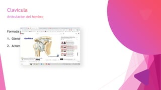 Formada por 2 articulaciones:
1. Glenohumeral - Enartrosis
2. Acromioclavicular- Artrodia
 