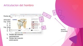 Puntos de union
Articulacion acromioclavicular
Lig. coracoclaviculares
1. Lig. conoide
2. Lig. trapezoide
Lig. escapulares
3. Coracoacromial
4. Transverso de la escapula
5. Tendon del musculo
supraespinoso
6. Tendon del musculo
subescapular
Apofisis
coracoides
 
