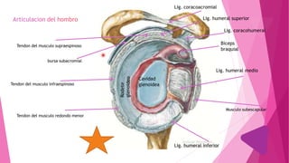 Cavidad
glenoidea
Rodete
glenoideo
Biceps
braquial
Lig. humeral medio
Lig. humeral inferior
Musculo subescapular
Tendon del musculo supraespinoso
Tendon del musculo infraespinoso
Tendon del musculo redondo menor
Lig. humeral superior
Lig. coracoacromial
Lig. coracohumeral
bursa subacromial
 