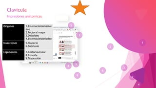 1
2
3
5
Origenes 1.Esternocleidomastoi
deo
2.Pectoral mayor
3.Deltoides
4.Esternocleidohiodeo
Inserciones 5.Trapecio
6.Subclavio
Ligamentos 7.Costoclavicular
8.Conoide
9.Trapezoide
3
2
4
6
7
8
9
 
