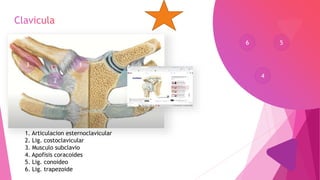 1
1. Articulacion esternoclavicular
2. Lig. costoclavicular
3. Musculo subclavio
4. Apofisis coracoides
5. Lig. conoideo
6. Lig. trapezoide
2
3
4
5
6
 