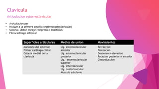 • Articulacion par
• Incluye a la primera costilla (esternocostoclavicular)
• Sinovial, doble encaje reciproco o enartrosis
• Fibrocartilago articular
Superficies articulares Medios de union Movimientos
Manubrio del esternon
Primer cartilago costal
Cabeza medial de la
clavicula
Lig. esternoclavicular
anterior
Lig. esternoclavicular
posterior
Lig. esternoclavicular
superior
Lig. interclavicular
Lig. costoclavicular
Musculo subclavio
Retraccion
Proteccion
Descenso y elevacion
Rotacion posterior y anterior
Circunduccion
 