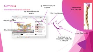 Se articula con la
extremidad medial de
la clavicula
1er cartilago costal
Cabeza medial
de la clavicula
Lig. esternoclavicular
superior
Lig. esternoclavicular
anterior Lig. interclavicular
Lig. costoclavicular
Musculo subclavio
 
