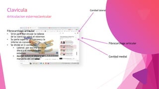 Fibrocartilago articular
• Sirve para que encaje la cabeza
de la clavicula sobre el esternon
• Su parte superior es concava y la
inferior es convexa
• Se divide en 2 cavidades:
• Lateral: por encima entre el
disco y el manubrio del
esternon
• Medial: entre el disco y el
manubrio del esternon
Fibrocartilago articular
Cavidad lateral
Cavidad medial
 