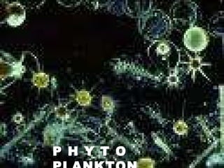 P H Y T O  PLANKTON   