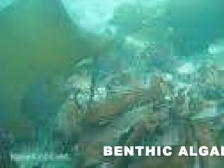 BENTHIC ALGAE  