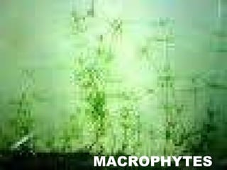 MACROPHYTES  