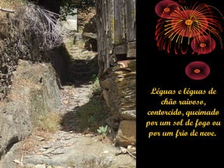 Léguas e léguas de
    chão raivoso,
contorcido, queimado
por um sol de fogo ou
 por um frio de neve.
 