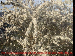 Não se vê por que maneira este solo é capaz de dar pão e vinho. Mas dá.
 