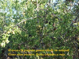 A terra é a própria generosidade ao natural.
Como num paraíso, basta estender a mão.
 