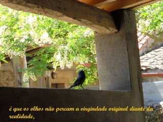é que os olhos não percam a virgindade original diante da
realidade,
 