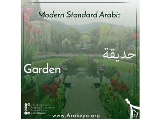 Learn Modern standard Arabic (msa) with Arabeya