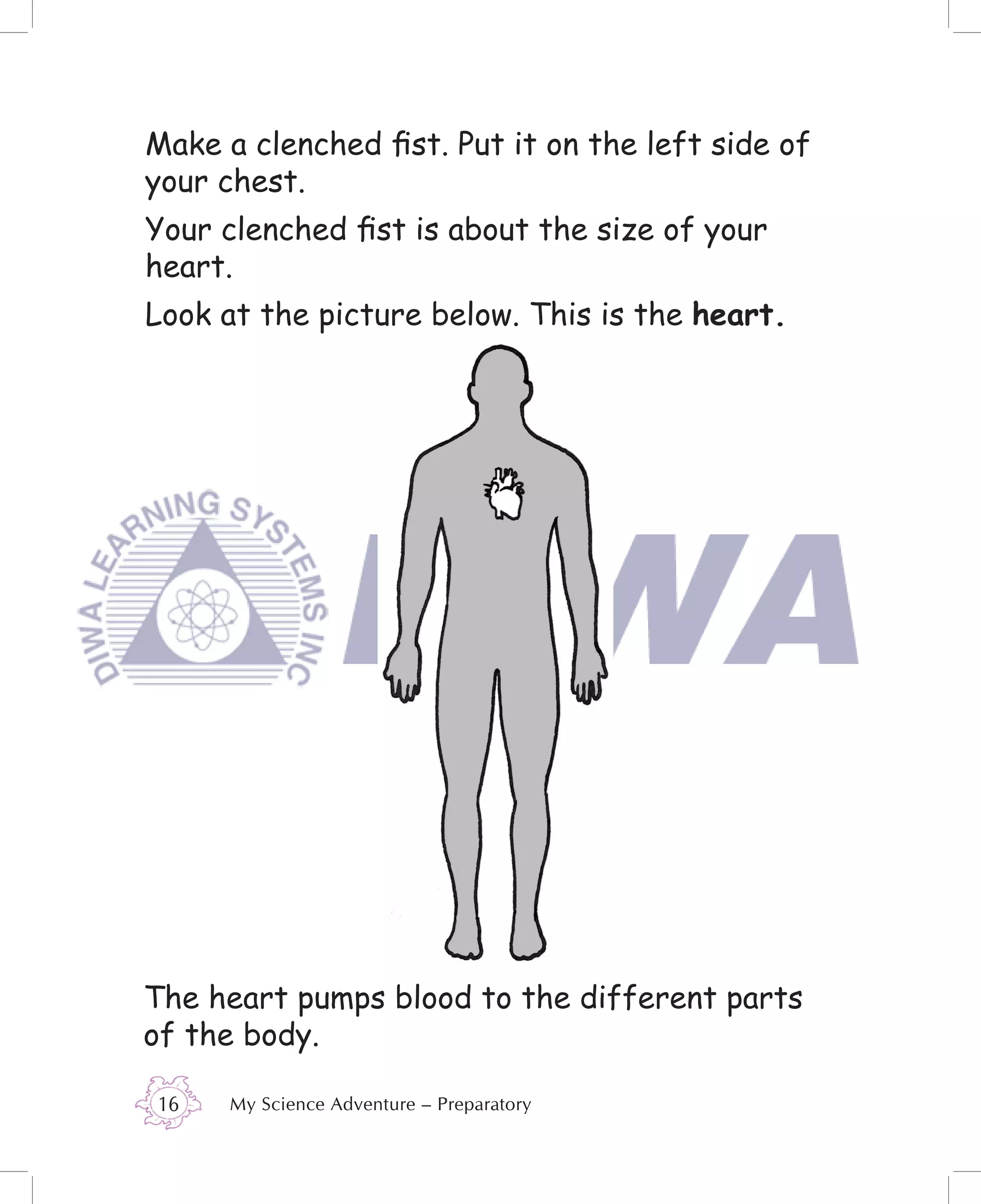 Make a clenched ﬁst. Put it on the left side of
your chest.
Your clenched ﬁst is about the size of your
heart.
Look at the picture below. This is the heart.




The heart pumps blood to the different parts
of the body.

16   My Science Adventure – Preparatory
 