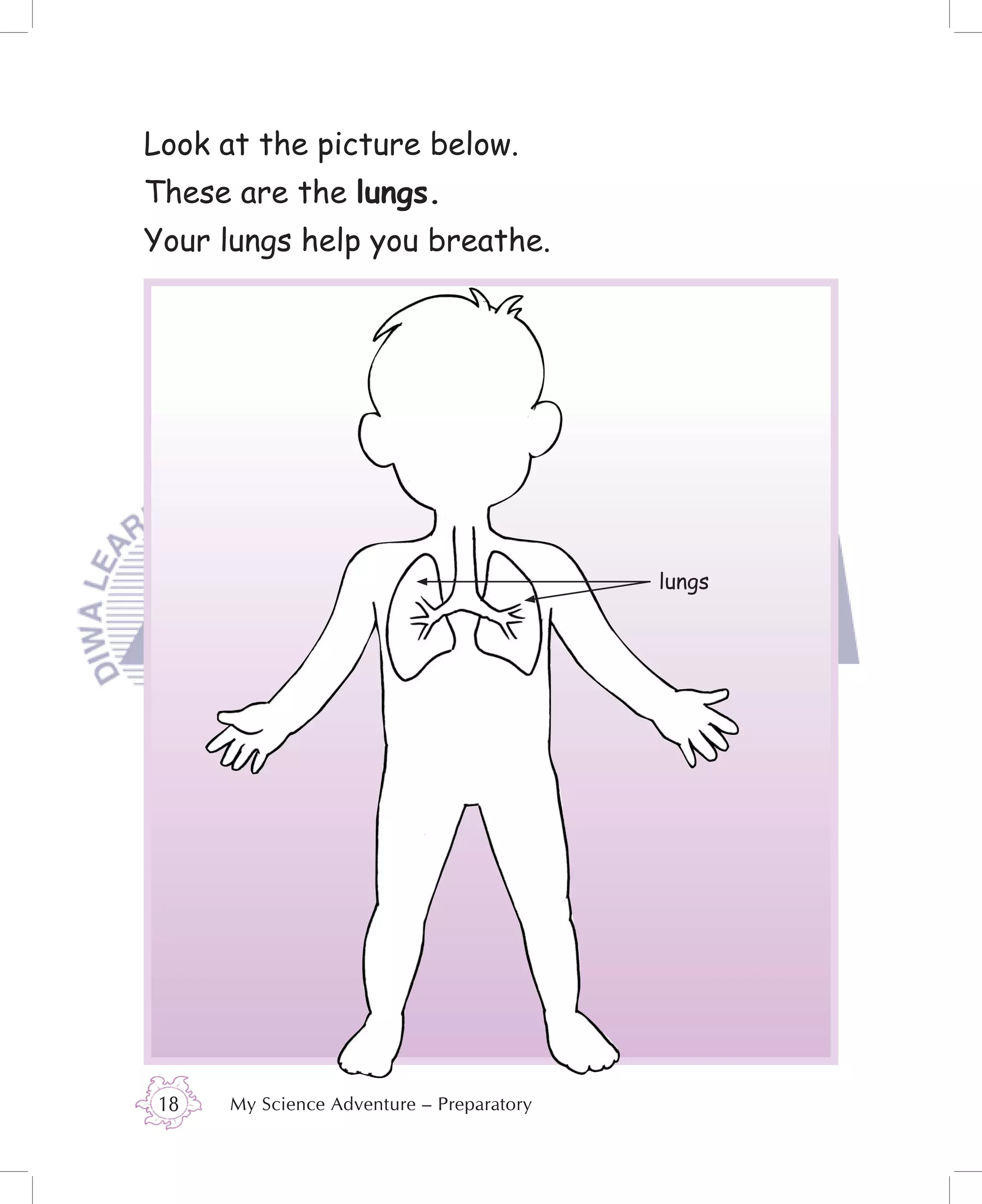 Look at the picture below.
These are the lungs.
Your lungs help you breathe.




                                          lungs




18   My Science Adventure – Preparatory
 