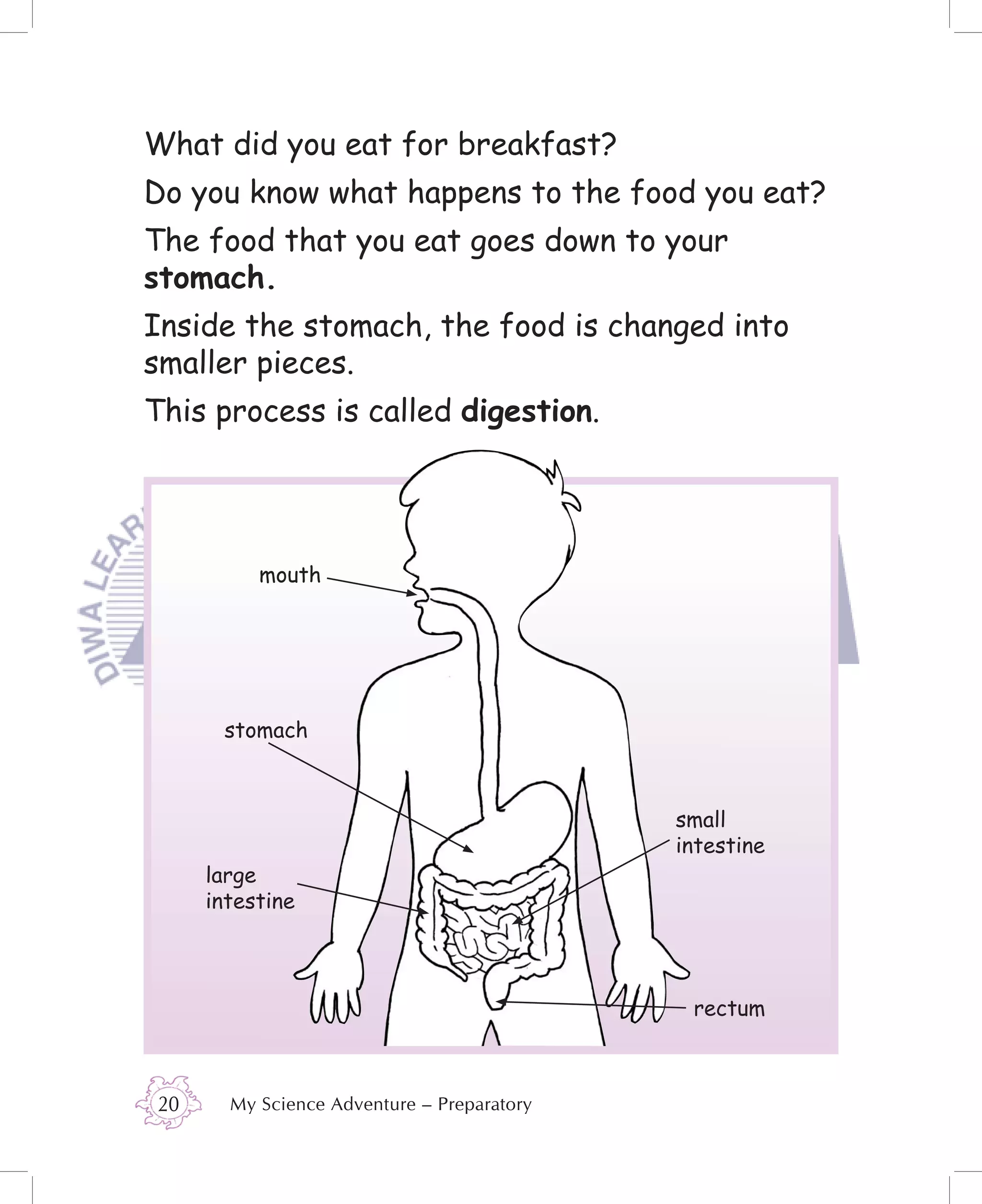 What did you eat for breakfast?
Do you know what happens to the food you eat?
The food that you eat goes down to your
stomach.
Inside the stomach, the food is changed into
smaller pieces.
This process is called digestion.




           mouth




       stomach



                                             small
                                             intestine
      large
      intestine



                                              rectum



 20     My Science Adventure – Preparatory
 