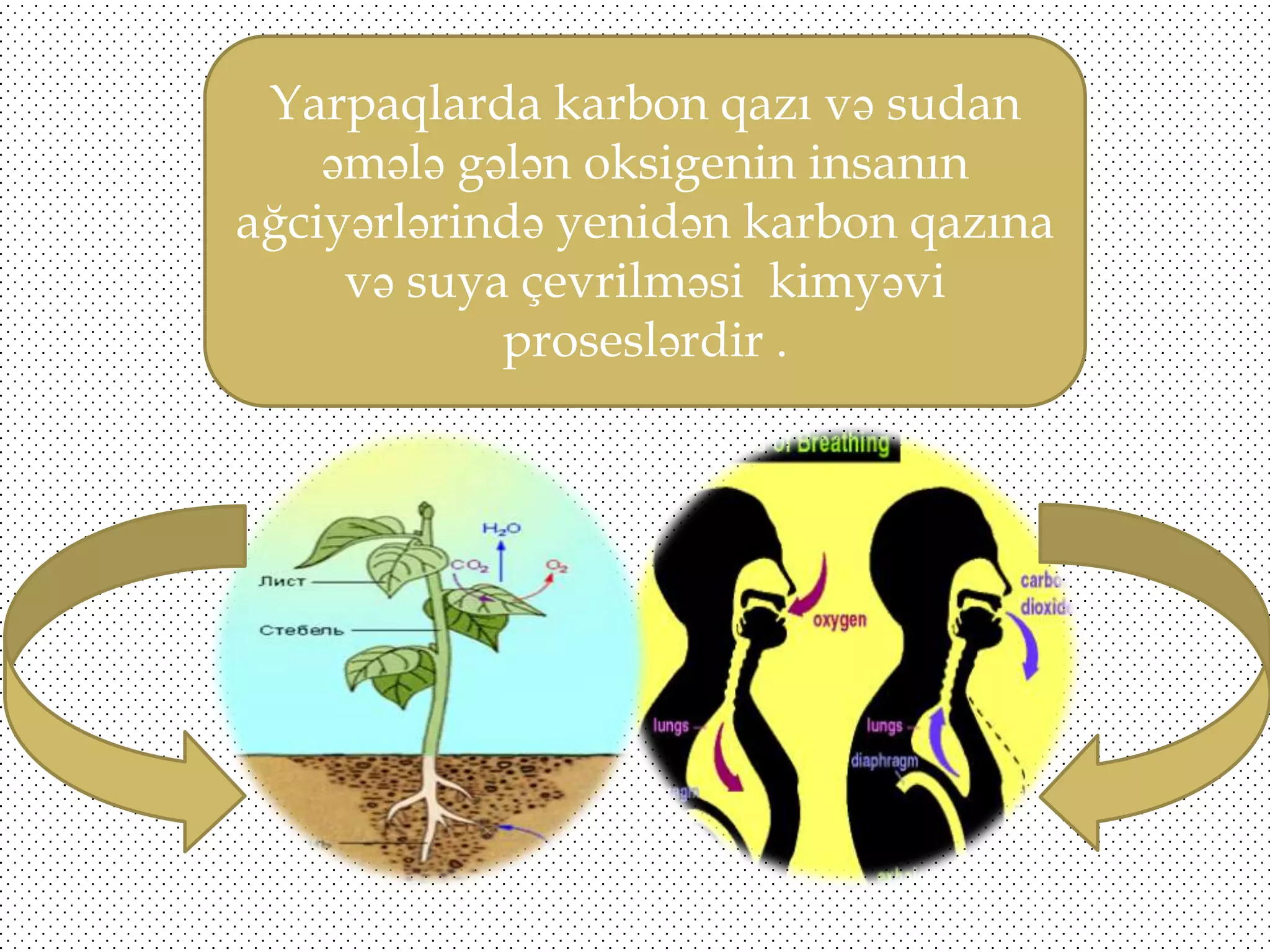 Yarpaqlarda karbon qazı və sudan
əmələ gələn oksigenin insanın
ağciyərlərində yenidən karbon qazına
və suya çevrilməsi kimyəvi
proseslərdir .

 