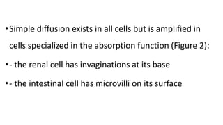 •Simple diffusion exists in all cells but is amplified in
cells specialized in the absorption function (Figure 2):
•- the renal cell has invaginations at its base
•- the intestinal cell has microvilli on its surface
 