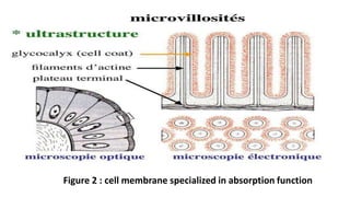 Figure 2 : cell membrane specialized in absorption function
 