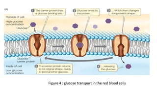 Figure 4 : glucose transport in the red blood cells
 