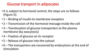 Glucose transport in adipocytes
• It is subject to hormonal control, the steps are as follows
(Figure 5):
• 1 – Binding of insulin to membrane receptors
• 2 – Transmission of the hormonal message inside the cell
• 3 – Translocation of glucose transporters to the plasma
membrane (by exocytosis)
• 4 – Fixation of glucose on its receptor
• 5 – Release of glucose into the cytosol
• 6 – The transporters are recovered by endocytosis at the end of
stimulation
 