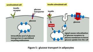 Figure 5 : glucose transport in adipocytes
 