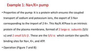 Example 1: Na+/K+ pump
• Properties of the pump: It is a protein which ensures the coupled
transport of sodium and potassium ions, the export of 3 Na+
corresponding to the import of 2 K+. This Na/K ATPase is an intrinsic
protein of the plasma membrane, formed of 2 large  subunits (S/U
) and 2 small S/U . These are the S/U  which contain the specific
binding sites for Na+, K+, and ATP.
• Operation (Figure 7 and 8):
 