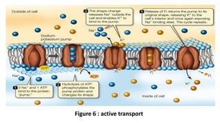 Figure 6 : active transport
 