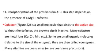 • 1. Phosphorylation of the protein from ATP. This step depends on
the presence of a Mg2+ cofactor.
• Cofactor (Figure 22) is a small molecule that binds to the active site.
Without the cofactor, the enzyme site is inactive. Many cofactors
are metal ions (Cu, Zn, Mn, etc.). Some are small organic molecules
(relative to the size of the enzyme); they are then called coenzymes.
Many vitamins are coenzymes (or are coenzyme precursors).
 