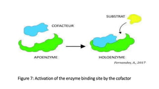 Figure 7: Activation of the enzyme binding site by the cofactor
 