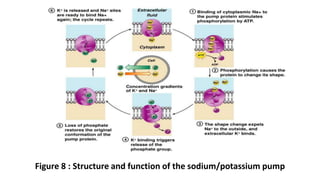 Figure 8 : Structure and function of the sodium/potassium pump
 