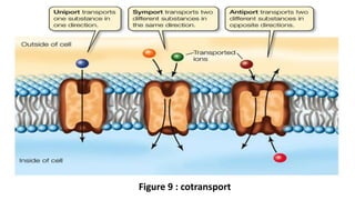 Figure 9 : cotransport
 