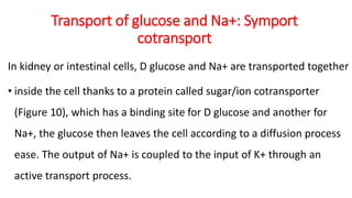 Transport of glucose and Na+: Symport
cotransport
In kidney or intestinal cells, D glucose and Na+ are transported together
• inside the cell thanks to a protein called sugar/ion cotransporter
(Figure 10), which has a binding site for D glucose and another for
Na+, the glucose then leaves the cell according to a diffusion process
ease. The output of Na+ is coupled to the input of K+ through an
active transport process.
 
