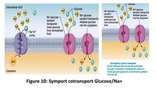 Figure 10: Symport cotransport Glucose/Na+
 
