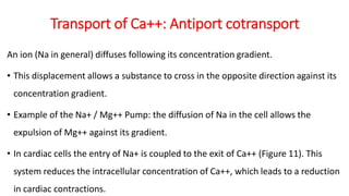 Transport of Ca++: Antiport cotransport
An ion (Na in general) diffuses following its concentration gradient.
• This displacement allows a substance to cross in the opposite direction against its
concentration gradient.
• Example of the Na+ / Mg++ Pump: the diffusion of Na in the cell allows the
expulsion of Mg++ against its gradient.
• In cardiac cells the entry of Na+ is coupled to the exit of Ca++ (Figure 11). This
system reduces the intracellular concentration of Ca++, which leads to a reduction
in cardiac contractions.
 