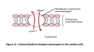 Figure 11 : Calcium/Sodium Antiport cotransport in the cardiac cells
 
