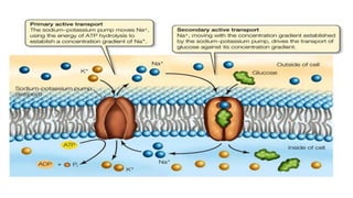 The plasma membrane course cytophysiology.pdf