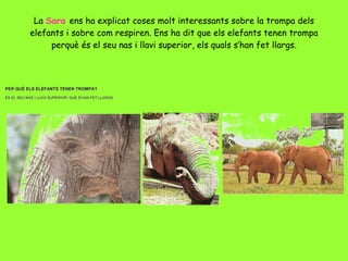 La  Sara  ens ha explicat coses molt interessants sobre la trompa dels elefants i sobre com respiren. Ens ha dit que els elefants tenen trompa perquè és el seu nas i llavi superior, els quals s’han fet llargs. 