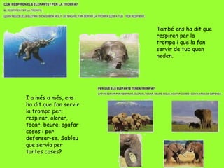 També ens ha dit que respiren per la trompa i que la fan servir de tub quan neden. I a més a més, ens ha dit que fan servir la trompa per: respirar, olorar, tocar, beure, agafar coses i per defensar-se. Sabíeu que servia per tantes coses? 