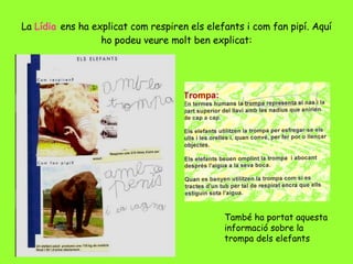 La  Lídia  ens ha explicat com respiren els elefants i com fan pipí. Aquí ho podeu veure molt ben explicat: També ha portat aquesta informació sobre la trompa dels elefants 