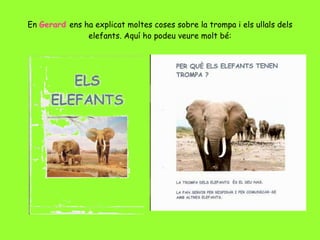 En   Gerard  ens ha explicat moltes coses sobre la trompa i els ullals dels elefants. Aquí ho podeu veure molt bé: 
