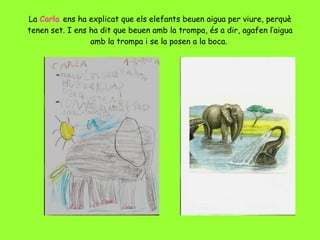 La  Carla  ens ha explicat que els elefants beuen aigua per viure, perquè tenen set. I ens ha dit que beuen amb la trompa, és a dir, agafen l’aigua amb la trompa i se la posen a la boca.   